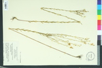 Linum floridanum var. chrysocarpum