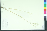 Linum virginianum var. floridanum