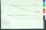 Linum virginianum var. floridanum