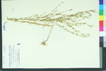 Linum virginianum var. medium