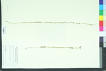 Linum virginianum var. medium