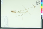 Lipocarpha maculata