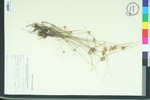 Lipocarpha maculata
