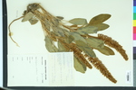 Lupinus villosus