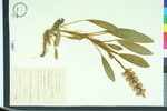 Lupinus villosus