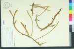Lycopodium adpressum