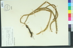 Lycopodium alopecuroides
