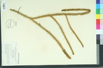Lycopodium alopecuroides