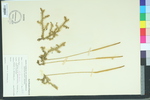 Lycopodium carolinianum