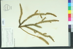 Lycopodium prostratum