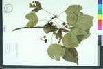 Malus angustifolia