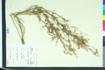 Melilotus altissima