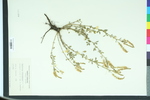 Melilotus officinalis