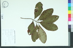 Morella caroliniensis