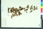 Neillia sinensis