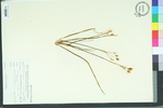 Nothoscordum bivalve
