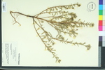 Oenothera humifusa