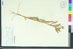 Oenothera humifusa