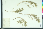 Ononis repens ssp. repens