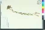 Onosmodium virginianum