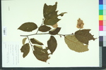 Ostrya virginiana var. glandulosa