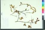 Ostrya virginiana var. glandulosa