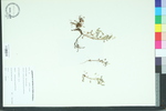 Oxalis corniculata