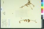 Oxalis dillenii ssp. dillenii
