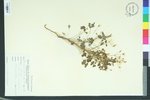 Oxalis florida