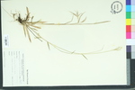 Panicum ensifolium