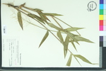 Panicum equilaterale