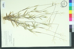 Panicum lancearium