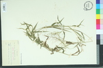Panicum lanuginosum