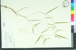 Panicum lindheimeri