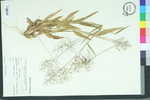 Panicum polyanthes