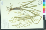 Panicum rhizomatum