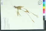 Panicum strigosum