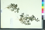 Parietaria floridana