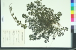 Parietaria floridana