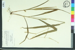 Paspalum ciliatifolium
