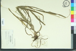 Paspalum ciliatifolium