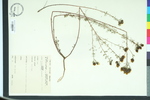Petalostemon pinnatus