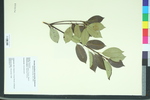 Photinia glabra