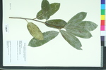 Photinia serrulata