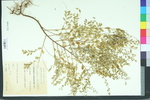 Phyllanthus caroliniensis