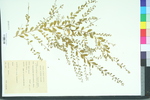 Phyllanthus caroliniensis