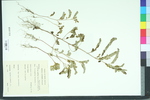 Phyllanthus urinaria