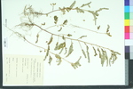 Phyllanthus urinaria