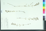 Polygala grandiflora