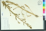 Radicula palustris